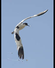 Avocette élégante