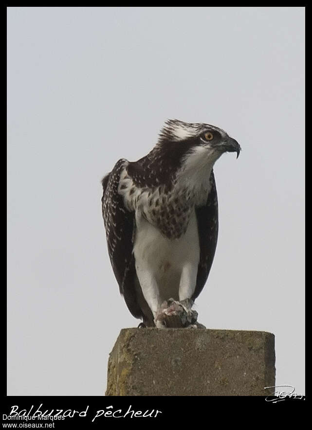 Balbuzard pêcheurjuvénile, Comportement