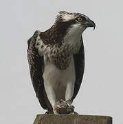 Western Osprey