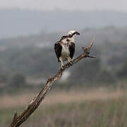 Western Osprey