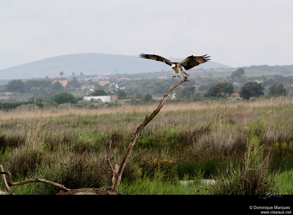 Ospreyjuvenile, Flight