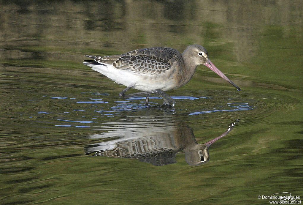 Black-tailed Godwit, identification