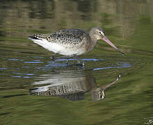 Black-tailed Godwit