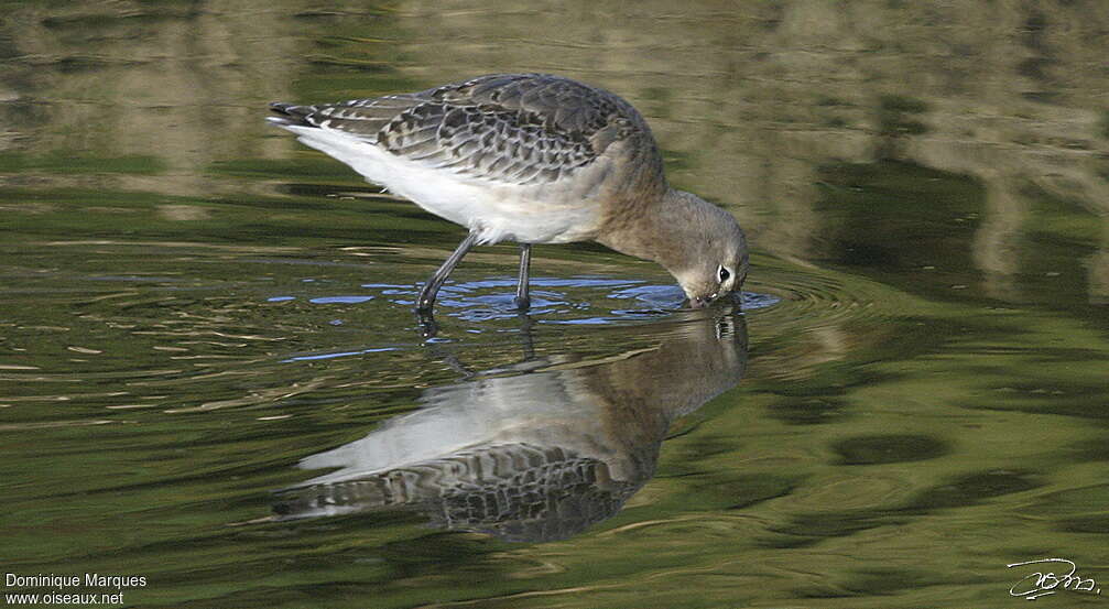 Black-tailed GodwitFirst year, fishing/hunting, Behaviour