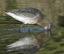 Black-tailed Godwit