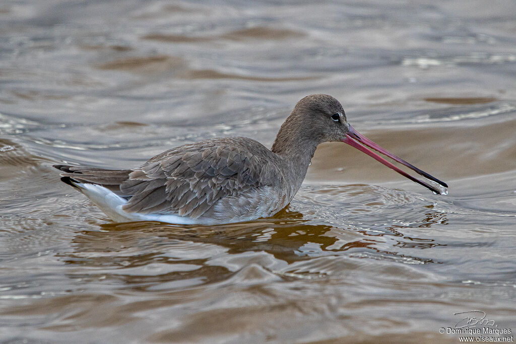 Black-tailed Godwitadult post breeding, identification