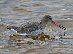 Black-tailed Godwit