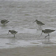 Bar-tailed Godwit