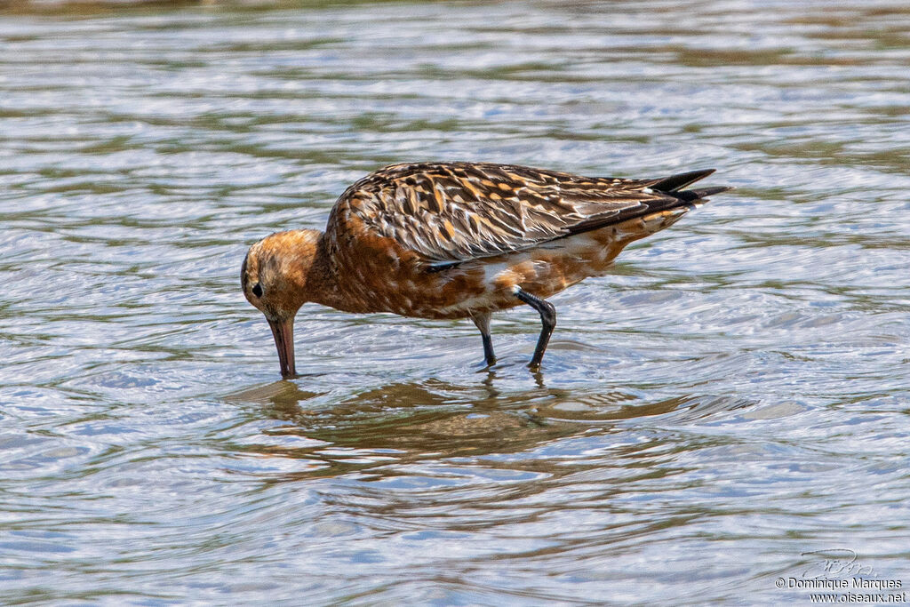 Bar-tailed Godwitadult breeding, identification