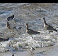 Bar-tailed Godwit