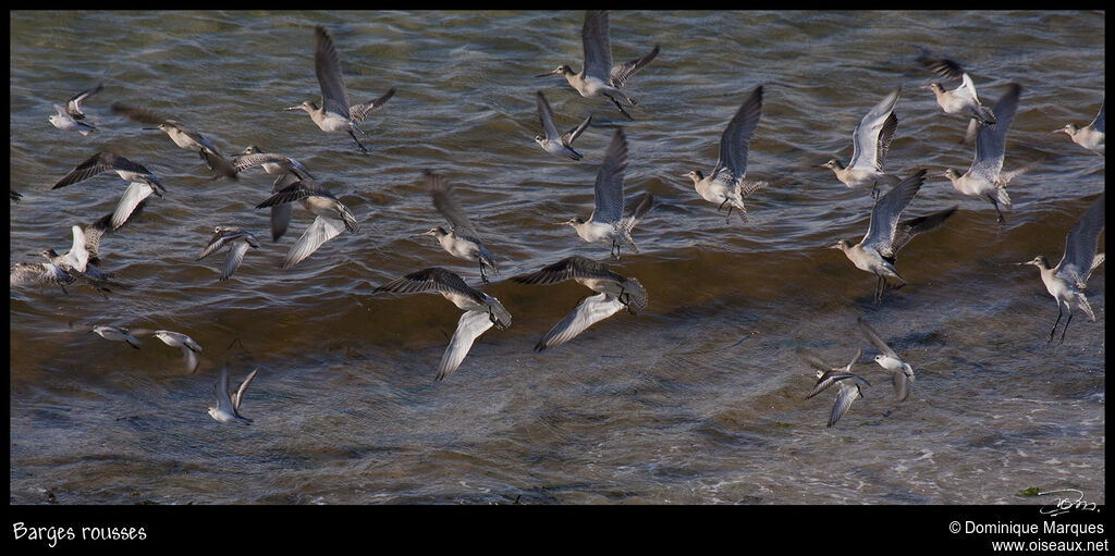 Bar-tailed Godwitadult post breeding, Flight