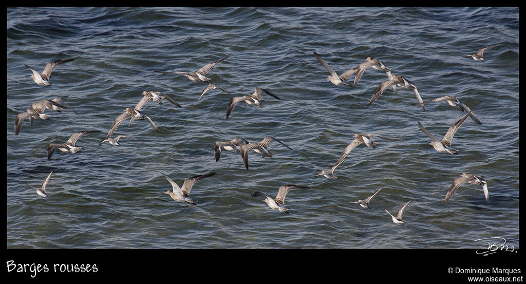 Bar-tailed Godwitadult post breeding, Flight