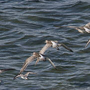 Bar-tailed Godwit