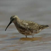 Curlew Sandpiper