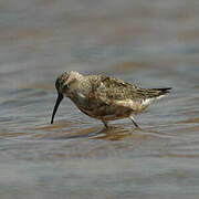 Curlew Sandpiper