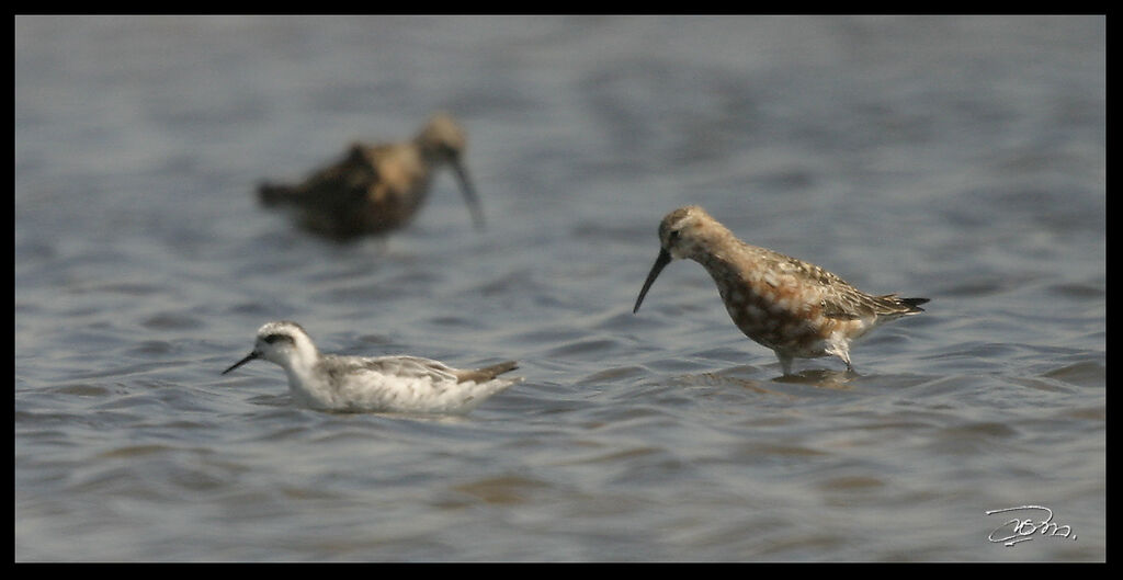 Curlew Sandpiperadult breeding, identification