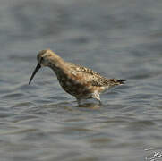 Curlew Sandpiper