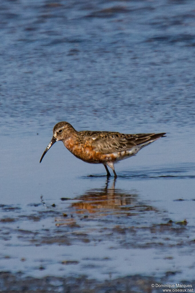 Bécasseau cocorliadulte nuptial, identification