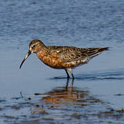 Curlew Sandpiper