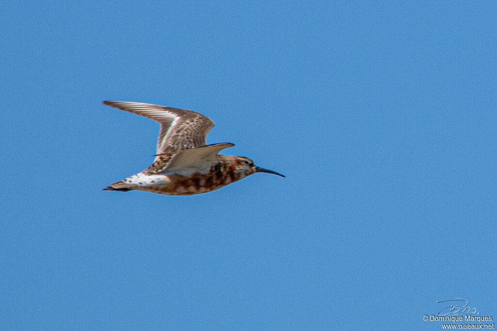 Bécasseau cocorliadulte nuptial, identification