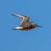 Curlew Sandpiper