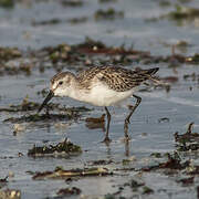 Western Sandpiper