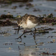 Western Sandpiper