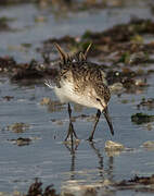 Western Sandpiper