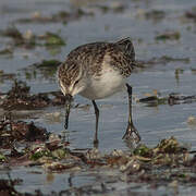 Western Sandpiper