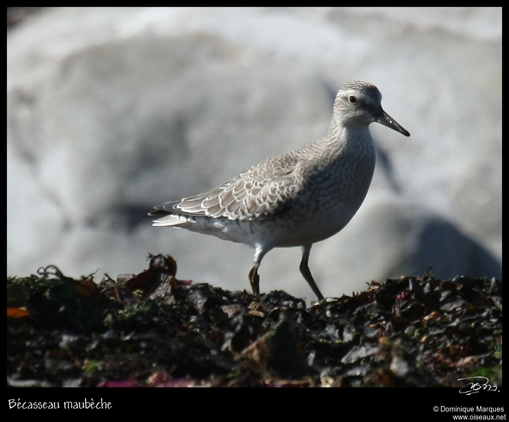 Red Knotadult post breeding, identification