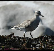 Red Knot