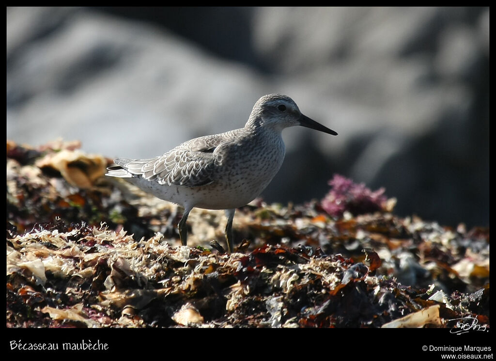 Red Knotadult post breeding, identification