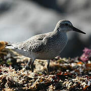 Red Knot