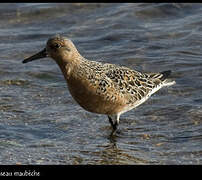 Red Knot