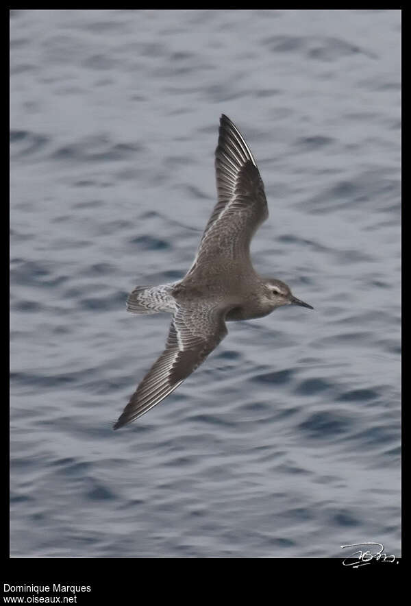 Red Knotjuvenile, Flight