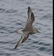 Red Knot