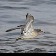 Red Knot