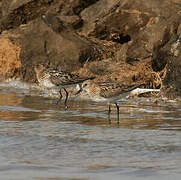 Little Stint