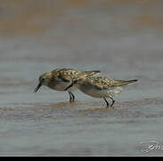 Little Stint