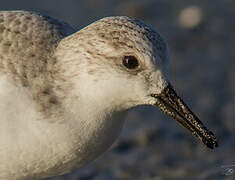 Sanderling