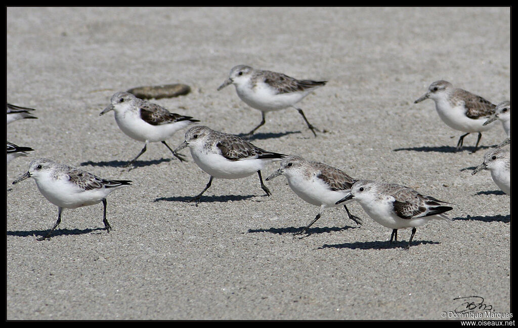 Sanderlingadult post breeding