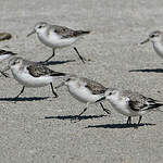 Bécasseau sanderling