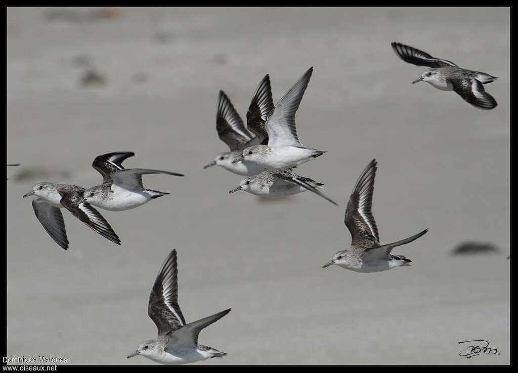 Sanderling, Flight