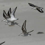 Bécasseau sanderling