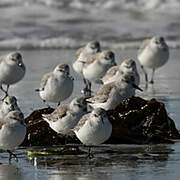 Bécasseau sanderling