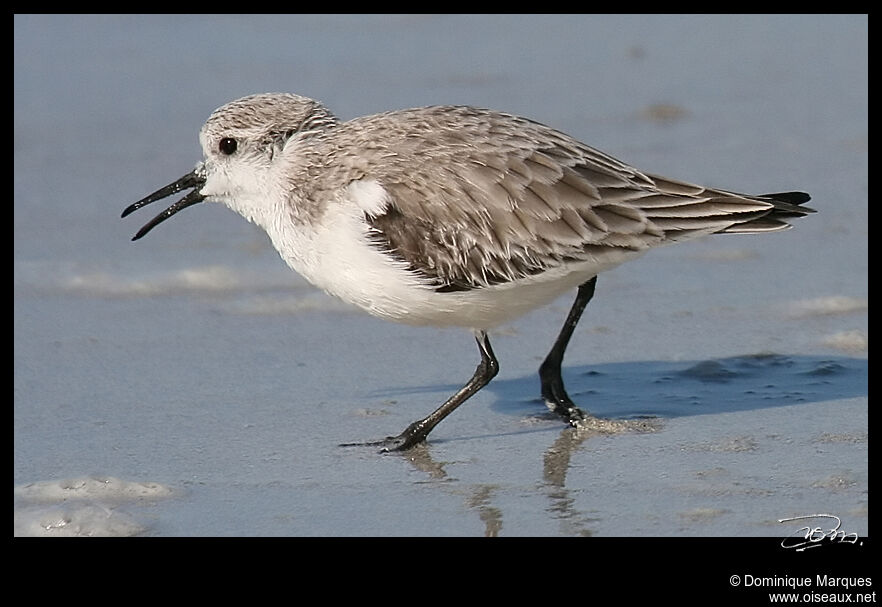 Sanderlingadult post breeding, identification