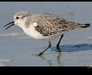 Bécasseau sanderling