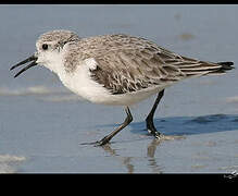 Bécasseau sanderling