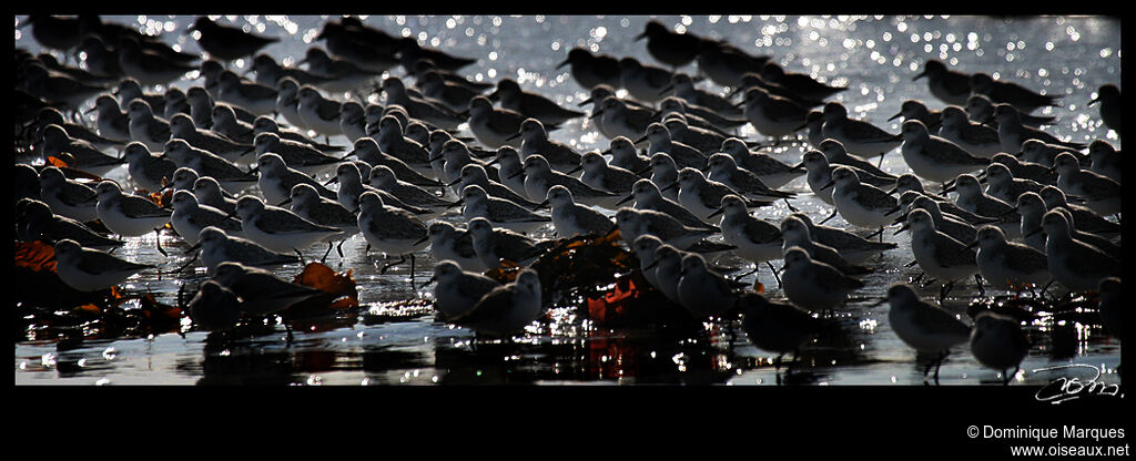 Bécasseau sanderling, Comportement