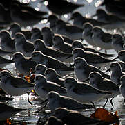 Bécasseau sanderling